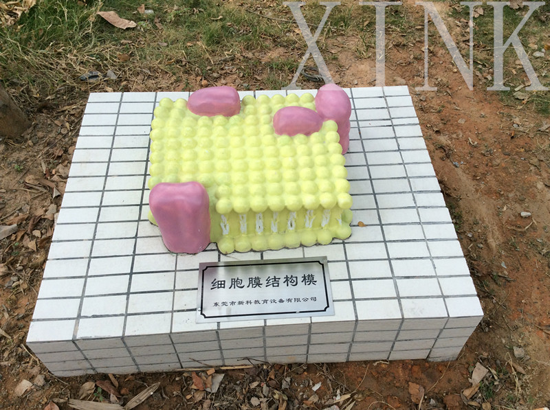 細胞膜結(jié)構(gòu)模型